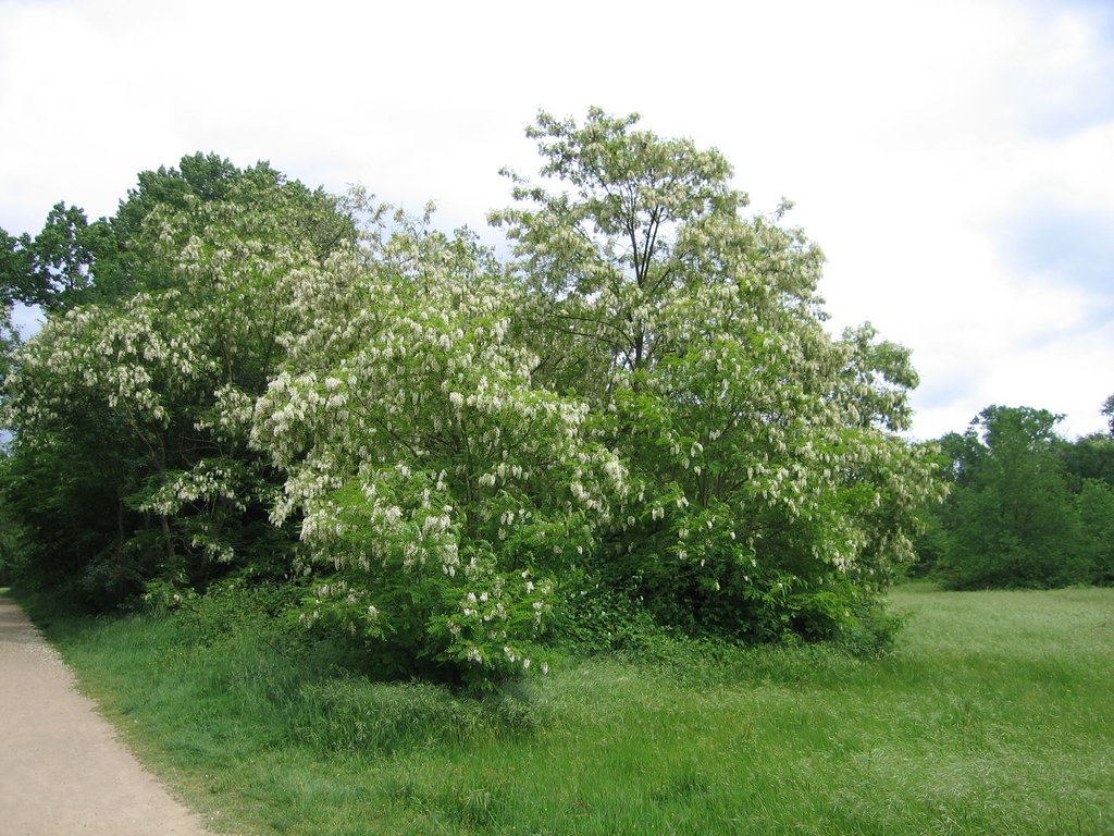 Robinia pseudoacacia